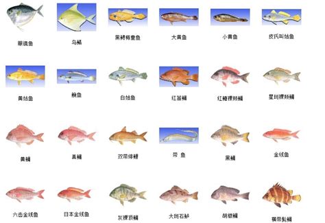 各種魚